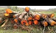 Bıçkıdere'de yüzlerce ağaç kesildi
