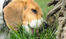Köpeğiniz için tehlikeli olabilecek 7 bitki