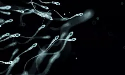 Erkeklerin sperm sayısı neden azalıyor?