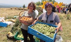 İzmit Dağköy’de araka hasat şenliği