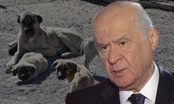 Bahçeli'den 'sokak hayvanları' açıklaması!