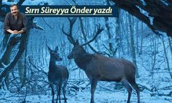 Gezme ceylan bu dağlarda…