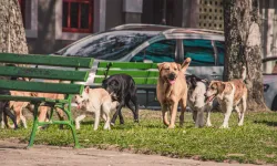 Sokak hayvanlarının kaderi AYM'de belirlenecek