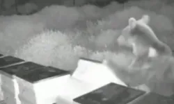 Ayılar arı kovanlarını  parçaladı, balları yedi!