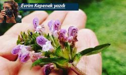 Babalar ve kızları