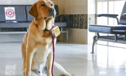 Asistan köpekler: Yardım eden mi, sömürülen mi?