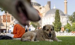 Hayırsızada’dan günümüze 'köpeksizleştirme siyaseti'