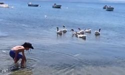 Balıkesir’de denizde yüzdükleri için CİMER’e şikâyet edilen kazlar hapsedildikleri kümeste sıcaktan öldüler