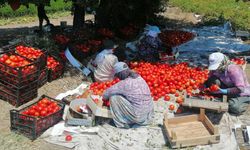İhracat kotası ve girdi maliyetleri çiftçiyi vurdu: Domates tarlada kaldı