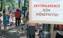 Zeytinlikleri için direnen köylüler açlık grevine başladı