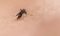 Dünyayı alarma geçiren chikungunya virüsü hakkında ne biliyoruz !