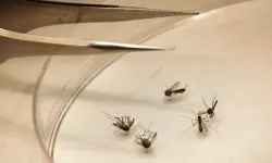 İtalya'da Batı Nil virüsünden 10 kişi öldü