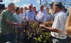 Sakarya’da fındık alarmı: Rekolte çakıldı, üretici fiyatı kendi belirleyecek!