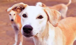 İstanbul Valiliği’nden sokak köpekleri için acil toplatma kararı