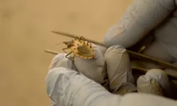 "Öpücük böceği" alarmı: Chagas hastalığı ABD'de yayılıyor