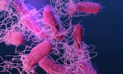 ABD’de salmonella alarmı: En az 16 kişi etkilendi
