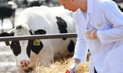 TÜİK verileri açıklandı: Veteriner harcamaları zirve yaptı
