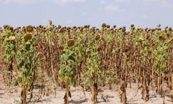 WMO: La Niña’ya rağmen küresel sıcaklıklar düşmeyecek