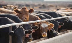 Hayvancılıkta kriz: Üretim düşüyor, fiyatlar artıyor
