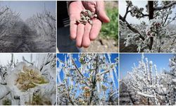 Sıcak kış, tarımda erken çiçeklenme riskini artırıyor