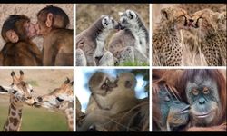 Dudak dudağa öpüşmeye 21 milyon yıl önce başladık