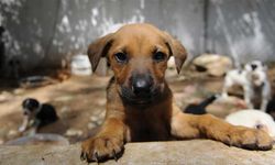 Belediyelere sokak hayvanları hatırlatması