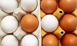 Yumurta krizi kapıda: Fiyatlar artarken üretim düşüyor