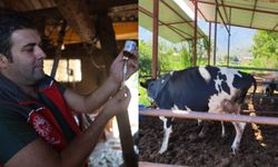 Muğla'da "şap" hastalığı nedeniyle 11 mahalle karantinaya alındı