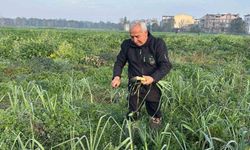 Ata tohumundan ilaç kullanılmadan üretiliyor, Kent Lokantası'ndaki yemeklerde kullanılıyor