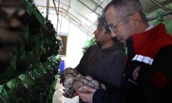 Bilecik'te yüzde 100 hibeli istiridye mantar üretimi başladı