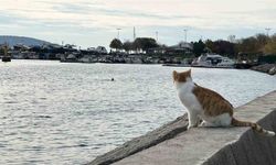 Kartal'da üşüten manzara: İki arkadaş soğukta denize girdi