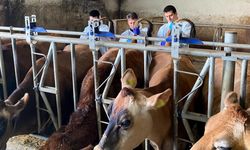 Kırklareli'nde büyükbaş hayvan işletmelerinde hastalıktan ari kontrolleri