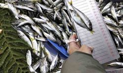 Küçük boy balık satışı yapan iş yerine ceza