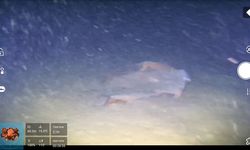 Marmara denizinin dibinde 50 yıllık sır ortaya çıkıyor