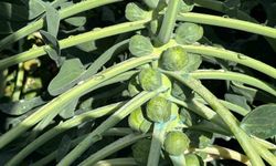 Rusya ve Hollanda lahanayı 'Brüksel'den değil İznik'ten alıyor