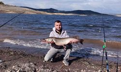 Sındırgı'da dev sazan balığı yakalandı