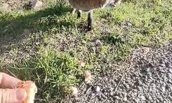 Tarihi Alan'da insanlara alışan tilki bölgenin maskotu oldu