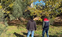 Tekirdağ'da ceviz bahçesinde hastalık ve zararlı kontrolü yapıldı
