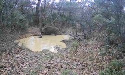 Tekirdağ'da domuz sürüsü görüntülendi