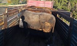 Tekirdağ'da kaçak hayvan sevkiyatına 102 bin lira ceza