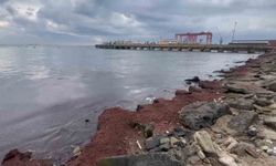 Tekirdağ'da kuvvetli rüzgar sahili kırmızı yosunla kapladı