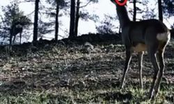 Tekirdağ'da tek boynuzlu karaca görüldü