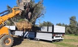 Zeytin ağacı taşıyacaklara önemli uyarı: 'İzinsiz işleme ceza var'