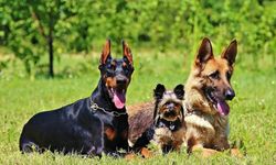 Önseziler mi Duyular mı: Köpekler Felaketleri Nasıl Algılıyor?