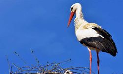 Leyleklerin göç alışkanlığı değişti