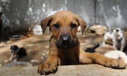 Danıştay’dan 'sokak hayvanları genelgesine' iptal