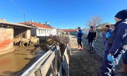 Aşı sırasında yeni doğan kuzu sevindirdi