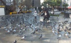 Halk güvercinleri imece ile besleniyor