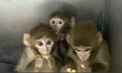Bursa'da 3 makak maymunu koruma altına alındı
