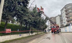 Bursa'da lodos ağacı devirdi, elektrik hatları zarar gördü